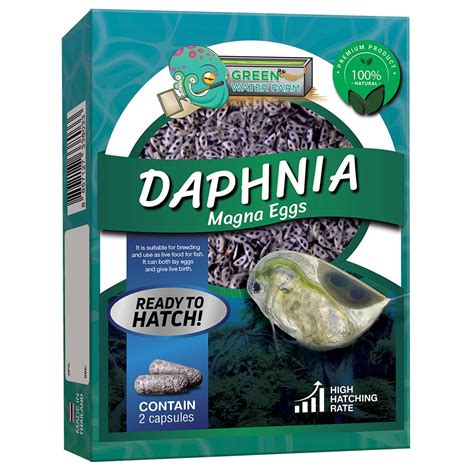 Daphnia Magna Eggs Live Fish Food for betta fish - GreenWaterFarm