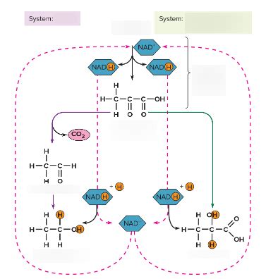 Fermentation System: Diagram Diagram | Quizlet