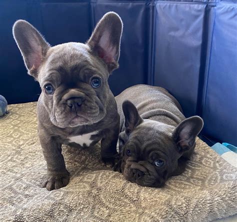 Frenchie Luv - French Bulldog Puppies for Sale in Port Hueneme, CA | AKC Marketplace