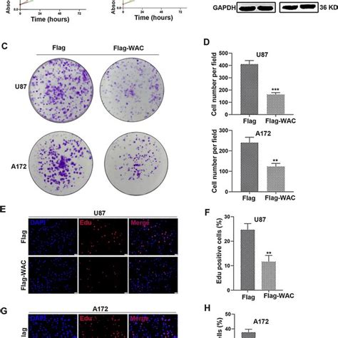 Wac Overexpression Inhibited Gbm Cell Proliferation In Vitro A Cck