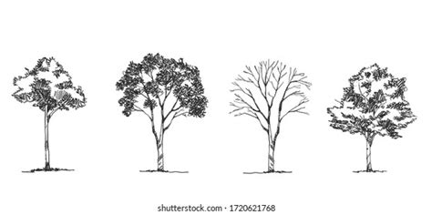 Tree Sketch Side View Set Graphics Stock Vector Royalty Free