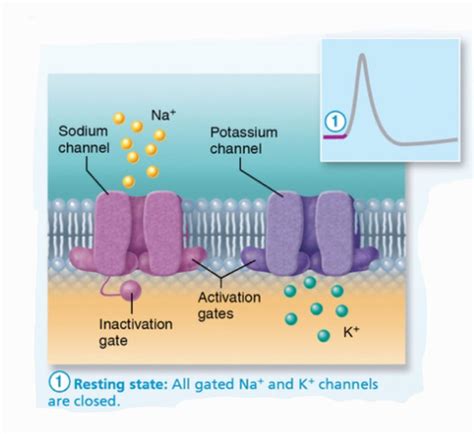 Chapter 11 Action Potential Flashcards Quizlet