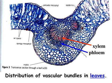 Cross Section Of Leaf Xylem And Phloem