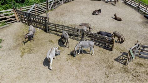 Donkey Farm. Aerial Drone View Flight Over Many Donkeys in Corral on ...