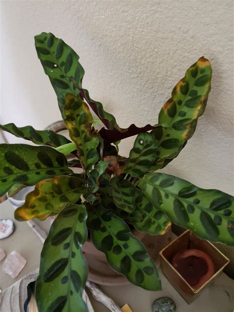 Why Are The Edges Of My Rattlesnake Plant Turning Brown at Monte Stock blog
