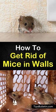 Best Clever Ways To Get Rid Of Mice That Actually Work Artofit