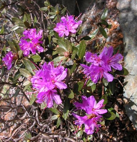 Rhododendron Lapponicum North American Rock Garden Society