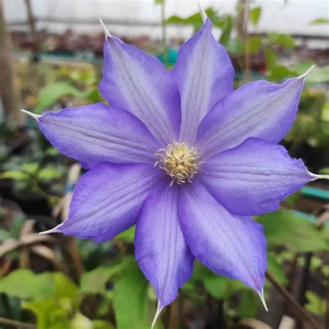 Clematis(Mixed Color) - Plantshub