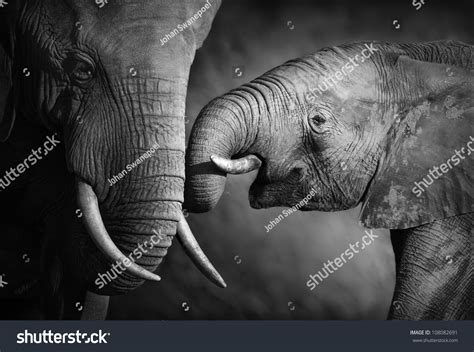 Elephants Showing Affection Artistic Processing Stock Photo 108082691