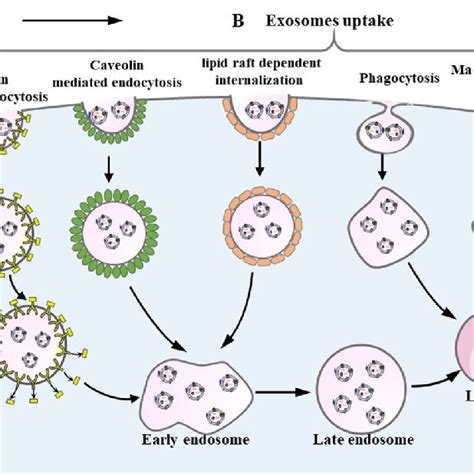 Mechanisms Of Exosome Uptake A When Exosomes Reach The Recipient