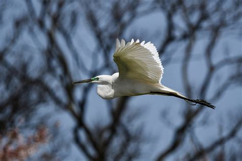 Fugl Hegre Egret Gratis foto på Pixabay