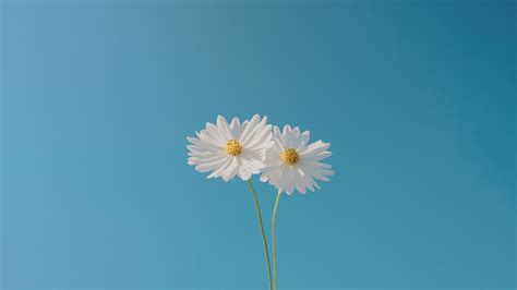 2560x1440 Blue Sky And Flower 1440P Resolution ,HD 4k Wallpapers,Images ...