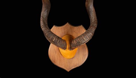 Large Mounted Kudu Horns | Creel and Gow