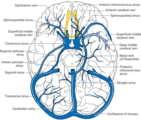 Internal Cerebral Vein Anatomy