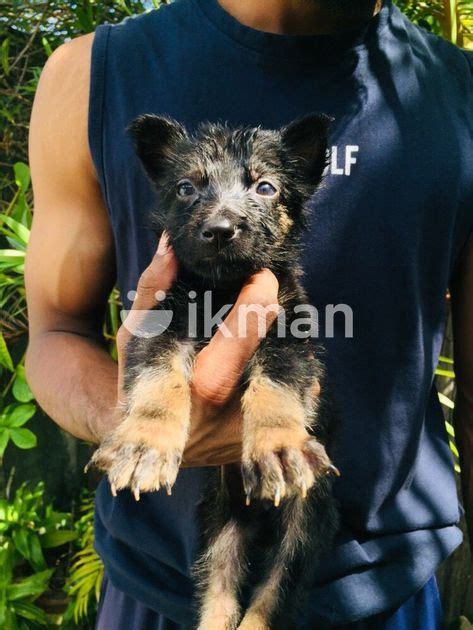 German Shepard Puppies For Sale In Batticaloa City Ikman