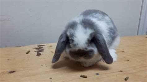 Mini Lop vs Holland Lop Personality, Temperament, Size Comparison, Price