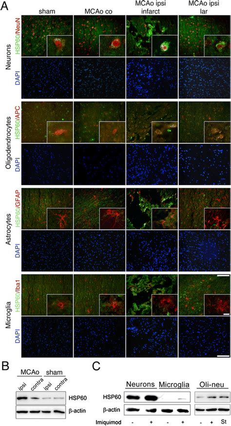 Hsp Is Predominantly Expressed In Cns Neurons And Is Upregulated