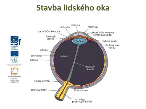 PPT Lidské oko PowerPoint Presentation free download ID 6110933