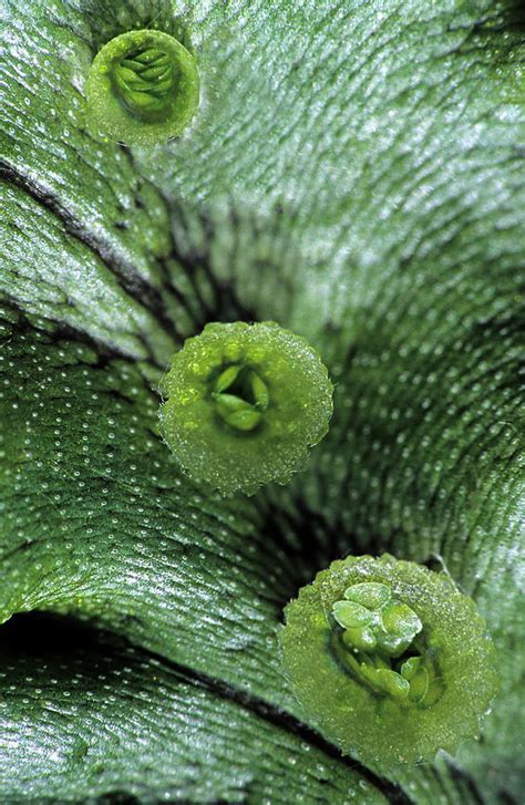 Gemmae Cups, Liverwort, Marchantia #1 by Ed Reschke