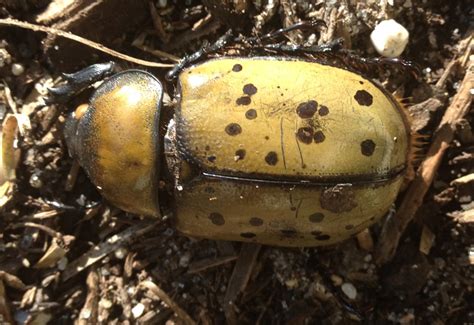 Female Eastern Hercules Beetle Whats That Bug