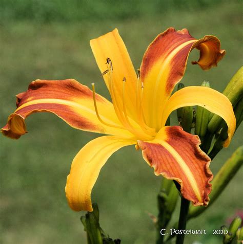 Spider Daylily Photograph By Carolyn Postelwait Fine Art America