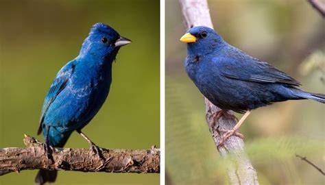 Indigo Bunting Vs Blue Finch What Is The Difference Birdinglab