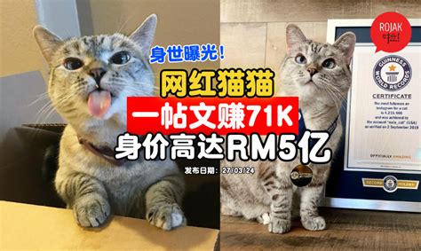 身世曝光！身价rm5亿的「网红猫猫」⚡发1个post狂赚rm71000！还有世界记录认证！