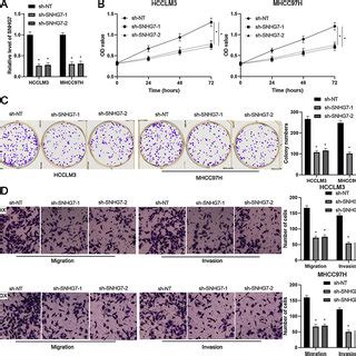 SNHG7 Knockdown Inhibits HCC Cell Proliferation Migration And