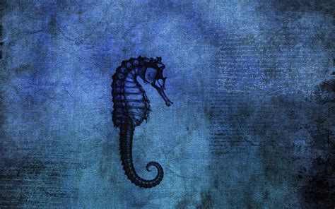 Seahorse Wallpapers Wallpaper Cave