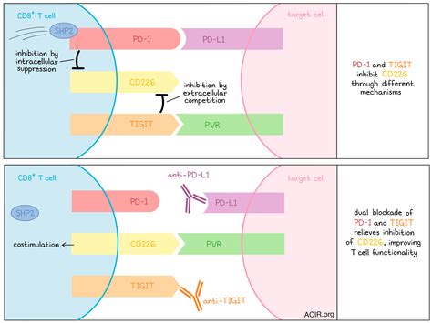 Tigit And Pd 1 Join Forces To Inhibit Cd226 Costimulation