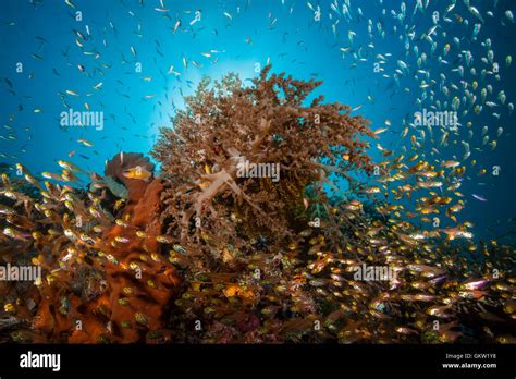 Coral Reef Surrounded By Glassfish Ambon Moluccas Indonesia Stock