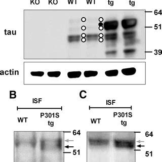 Hippocampal Soluble And Insoluble Tau Levels In P S Tg Mice A The