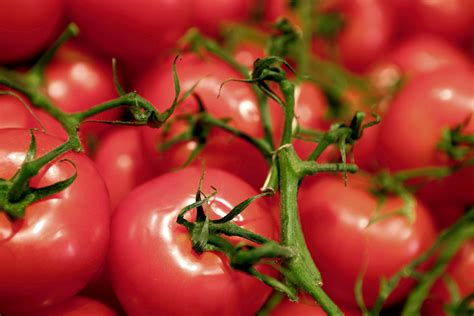 Tomate Fournaise F Origine Culture Consommation Ooreka