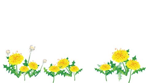 Flower Bottom Border Png