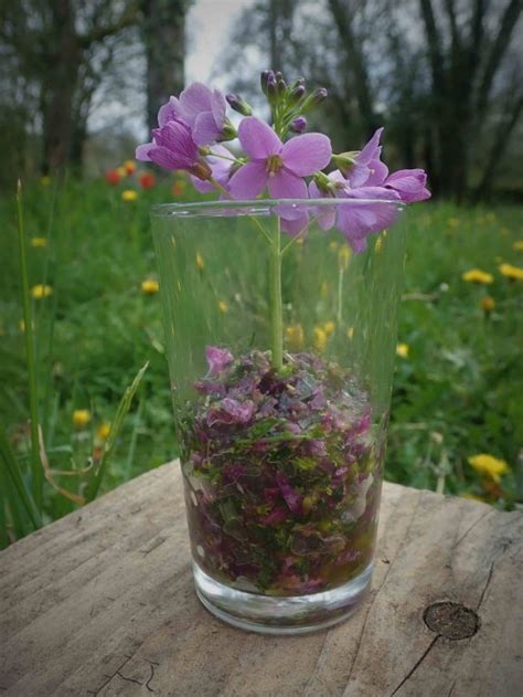 Et Si On Allait Cuisiner Des Plantes Sauvages L Comus E De Cuzals