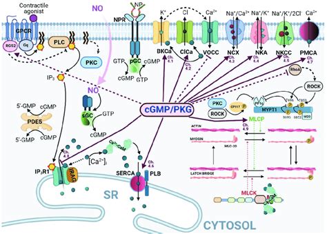 Molecular mechanisms and targets of cyclic guanosine monophosphate ...