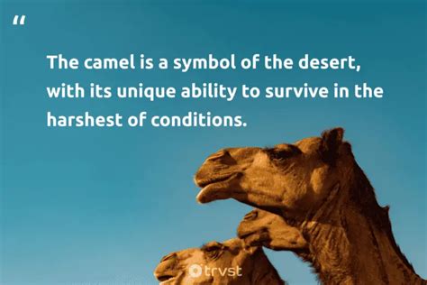 12 Camel Quotes About The Desert Companions