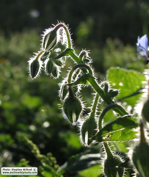 Borago Officinalis Common Borage MaltaWildPlants The Online