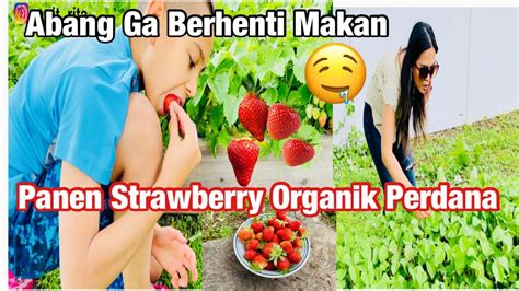 Akhirnya Panen Strawberry Organik Perdana Di Tahun Di Kebun