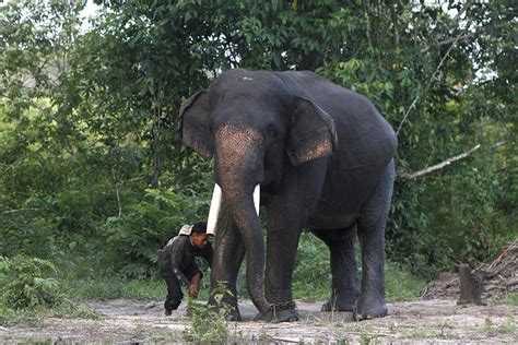 Berharap Gunung Pesagi Gunung Raya Mekakau Dan Saka Menjadi Habitat