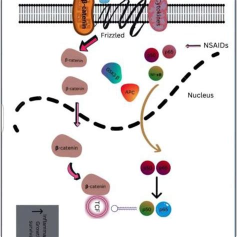 An Overview Of Downstream Targets In Colorectal Cancer And Nf κb And Download Scientific Diagram