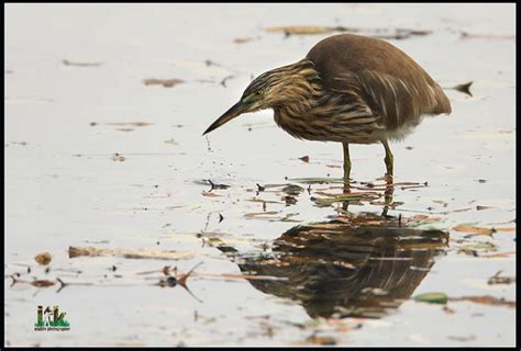 Chinese Pond Heron Birds Of Singaporecommon Winter Visito Lee