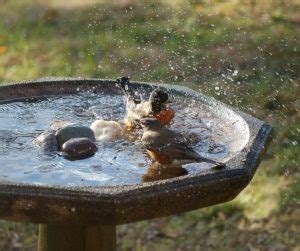 How to Make a Concrete Bird Bath Pedestal? - Birds Tracker