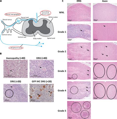 Dorsal Root Ganglion Histology