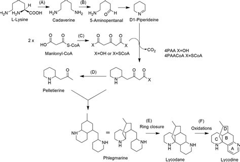 Putative Pathways For Lycodine Type Alkaloid Biosynthesis In L