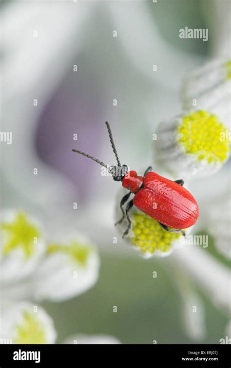 red lily beetle Stock Photo - Alamy