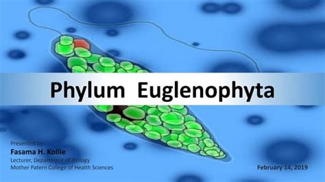 Phylum Euglenophyta Euglena Ppt