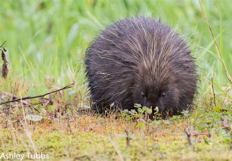 largest north american porcupine