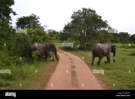 Wasgamuwa National Park Safari Stock Photo - Alamy