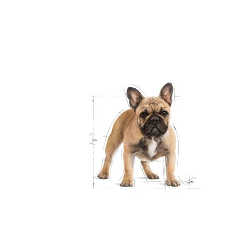 French Bulldog Adult | Royal Canin Philippines